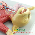 A29(12010) Plastic Medical Education Animal Anatomical Model of Cat 12010